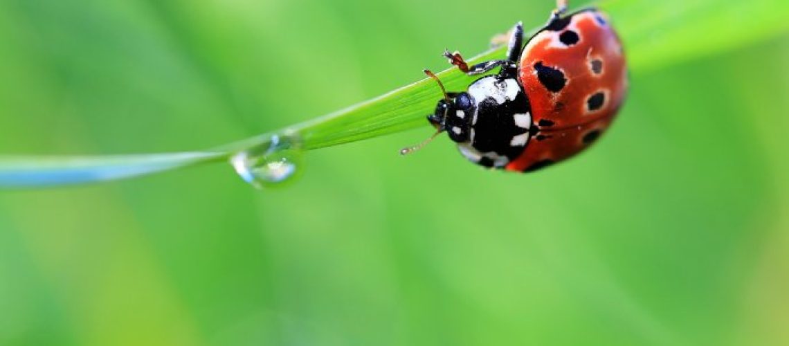 5242_Wrong-way-little-ladybug-on-a-leaf