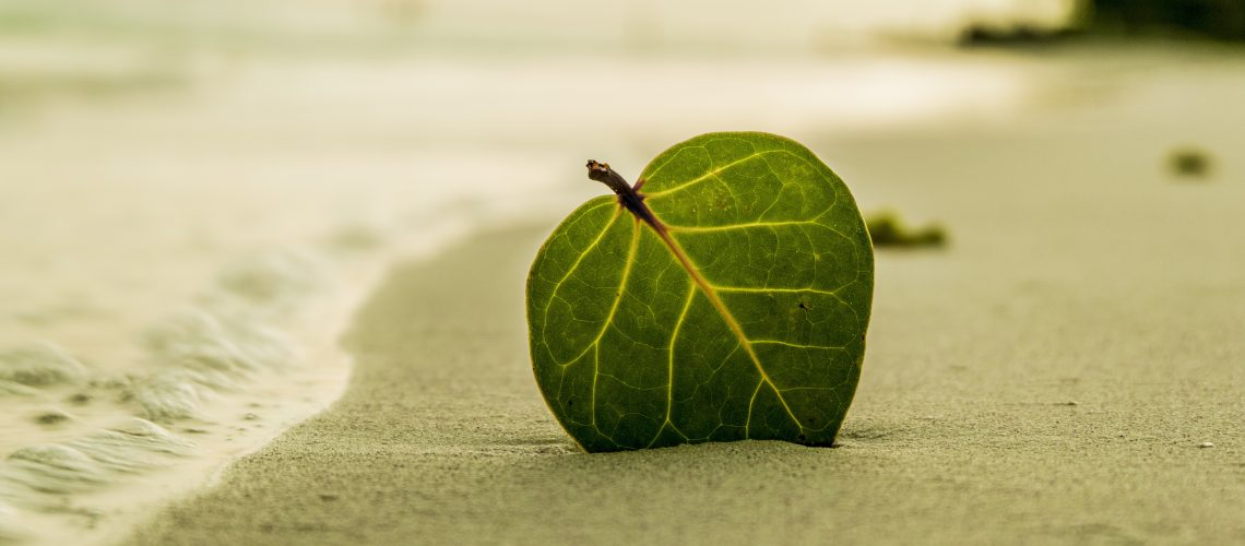 beach-leaf-green-nature-39573