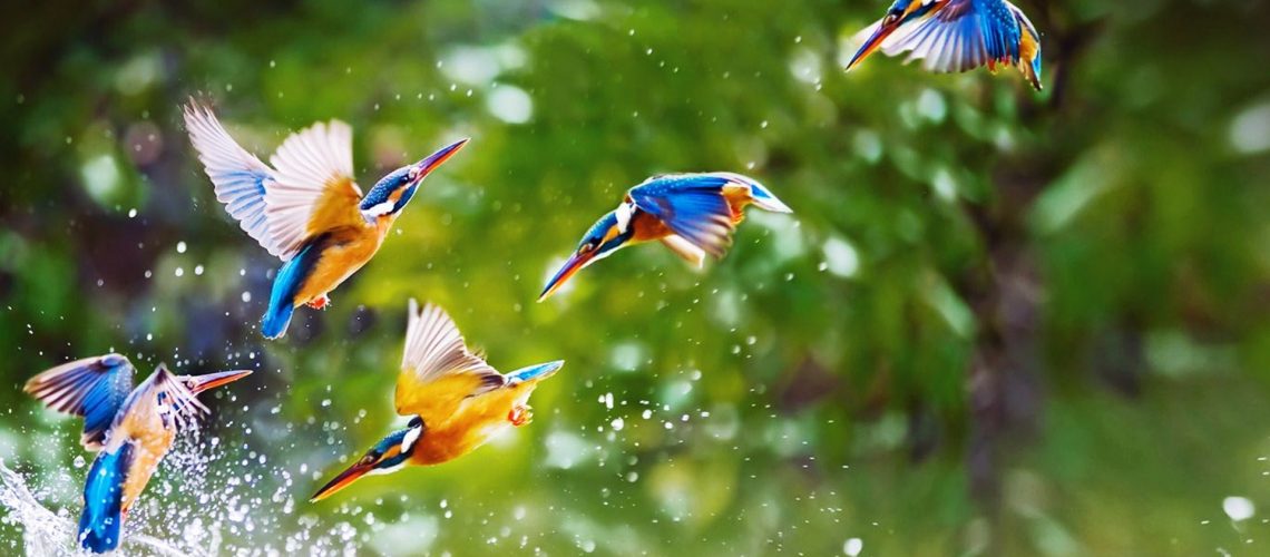 beautiful-birds-flying-widescreen-full-hd-wallpaper-free-background-images-download-desktop-wallpaper-download-wallpaper-iphone-wallpaper-1920x1080-1