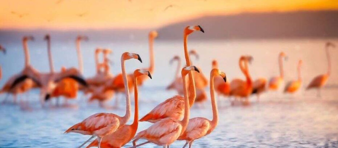 iStock-Flamingo