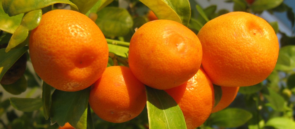 kumquats1